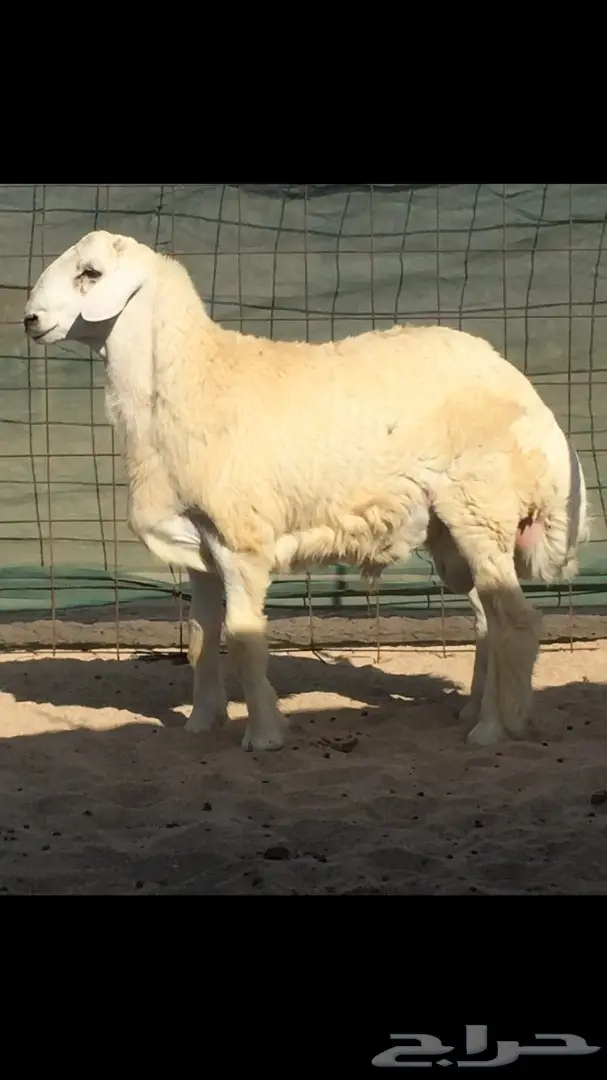 مشروع فحل حري صنف الصنف