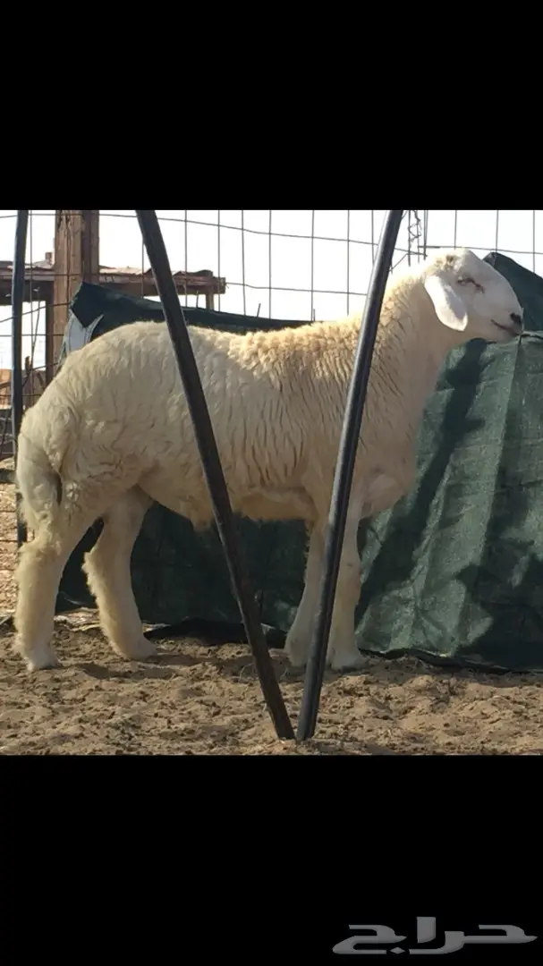 مشروع فحل حري صنف الصنف (image 1)