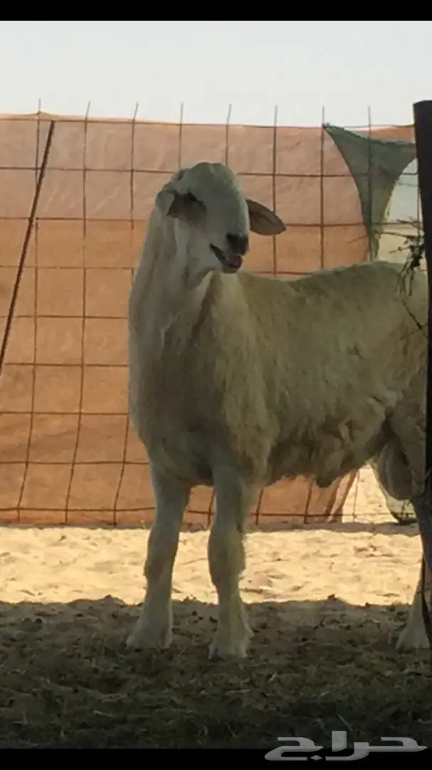 مشروع فحل حري صنف الصنف (image 2)