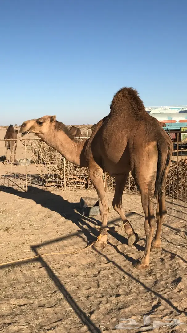 قعود حمر من ابل الراجحي