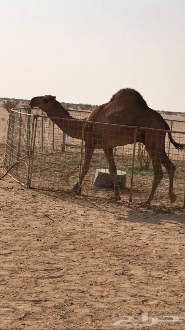 قعود حمر من ابل الراجحي (image 1)