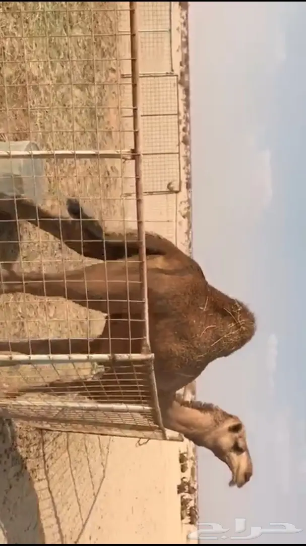 قعود حمر من ابل الراجحي (image 2)