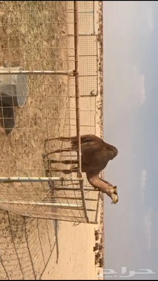 قعود حمر من ابل الراجحي (image 3)