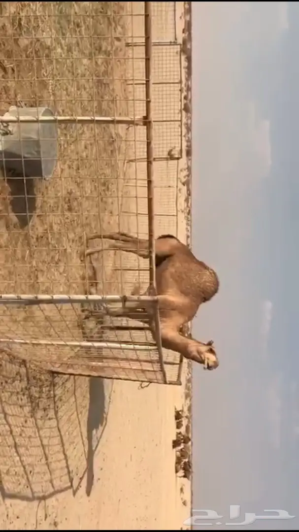 قعود حمر من ابل الراجحي (image 4)