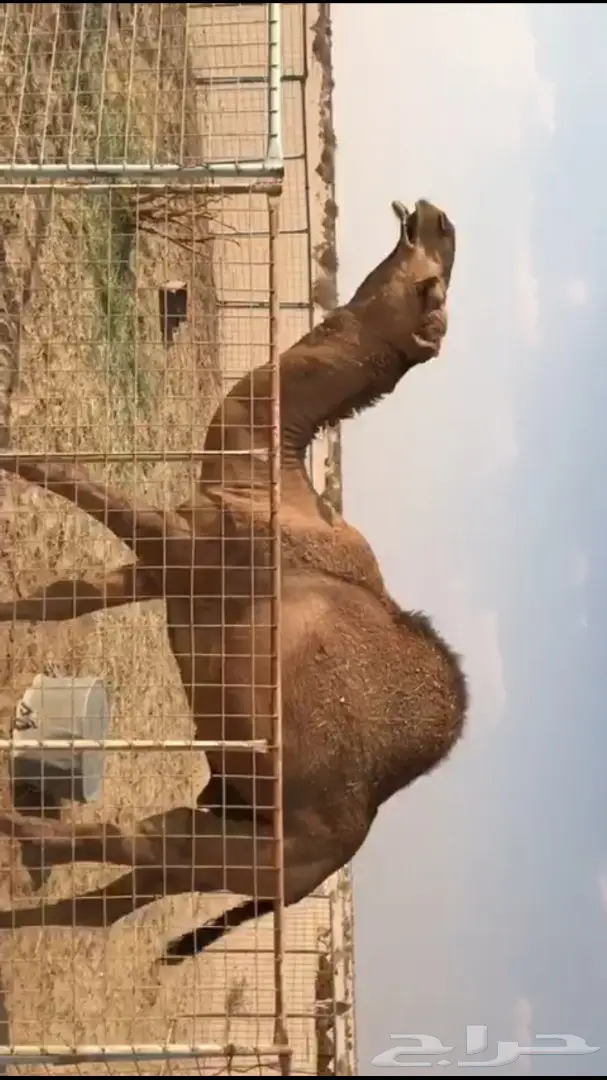 قعود حمر من ابل الراجحي (image 5)