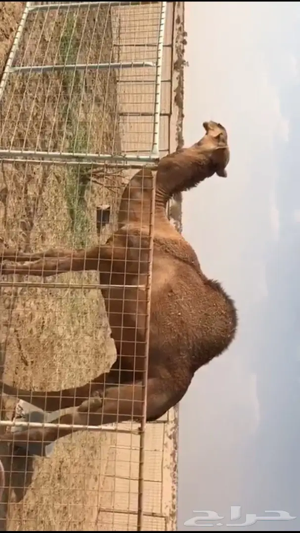 قعود حمر من ابل الراجحي (image 6)