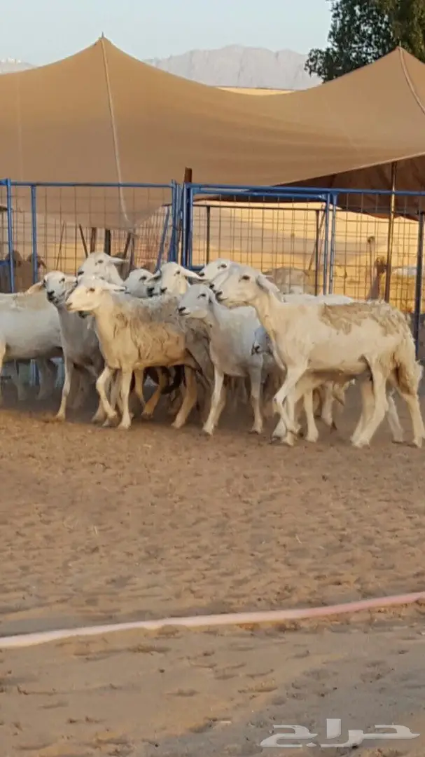 ضان حريه صنف ومتابيع وصغار سن ضان منوة القاني