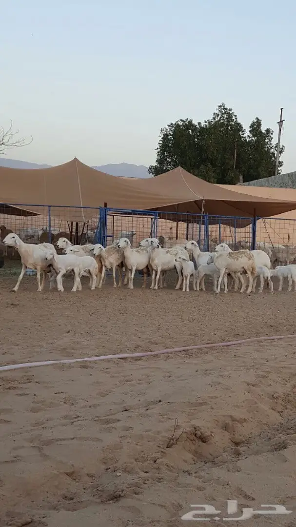 ضأن حريه ممتاز للبيع - كميات وفيرة (image 1)
