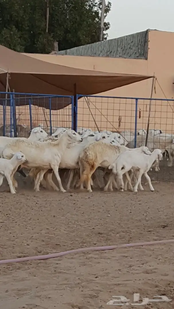 ضأن حريه ممتاز للبيع - كميات وفيرة (image 2)