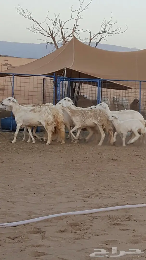 ضأن حريه ممتاز للبيع - كميات وفيرة (image 3)