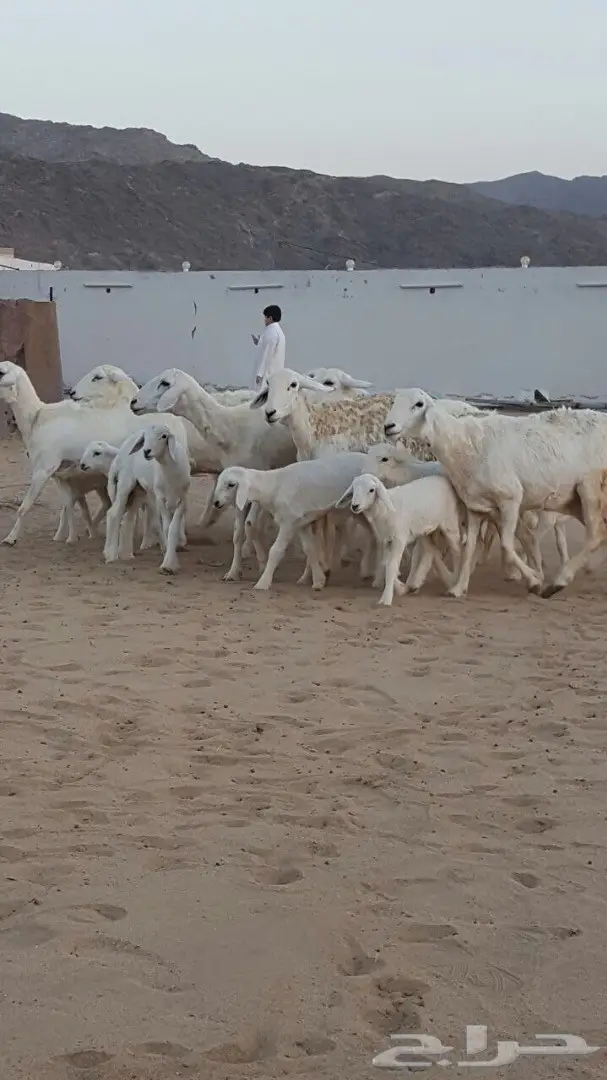 ضأن حريه ممتاز للبيع - كميات وفيرة (image 4)
