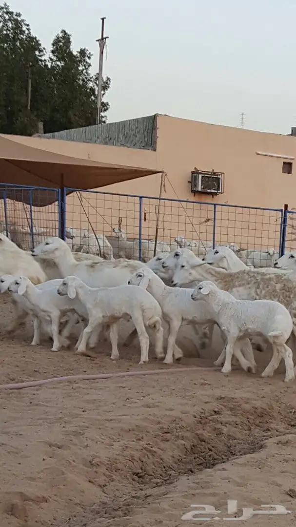 ضأن حريه ممتاز للبيع - كميات وفيرة (image 5)