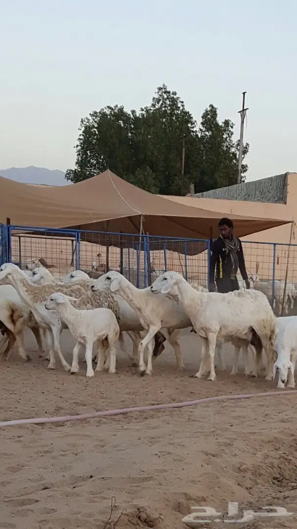 ضأن حريه ممتاز للبيع - كميات وفيرة (image 7)