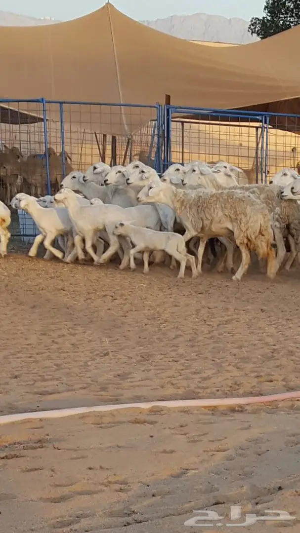 ضأن حريه ممتاز للبيع - كميات وفيرة (image 8)