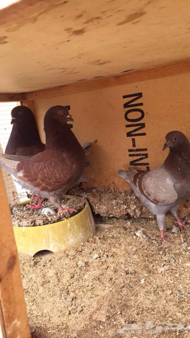 للبيع زوج كنق احمر 