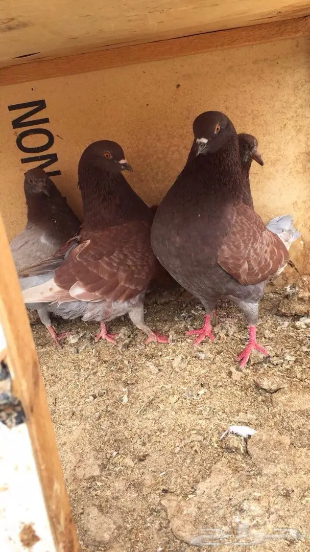 للبيع زوج كنق احمر  (image 1)