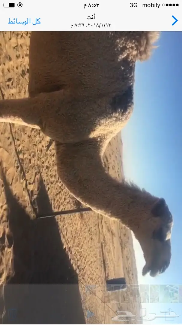 بكره حقه (image 2)