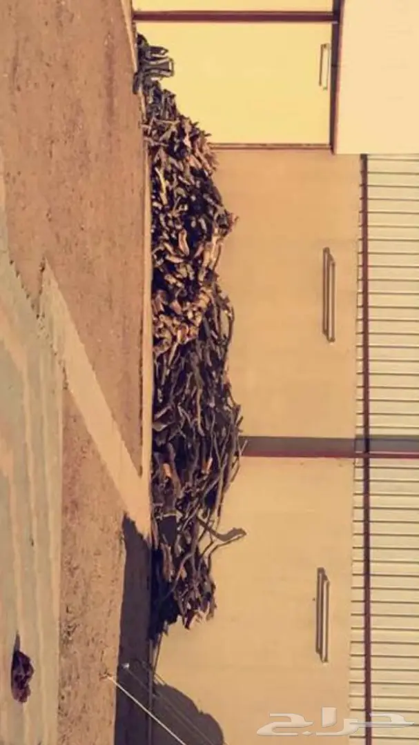 للبيع حملتين حطب