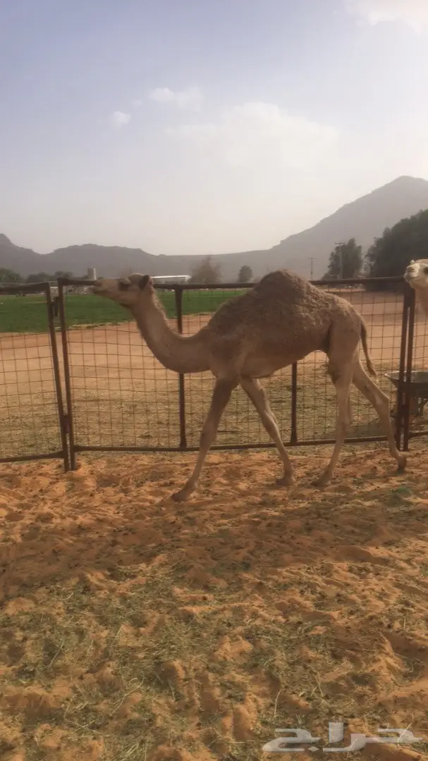 قعود فطيم للبيع 