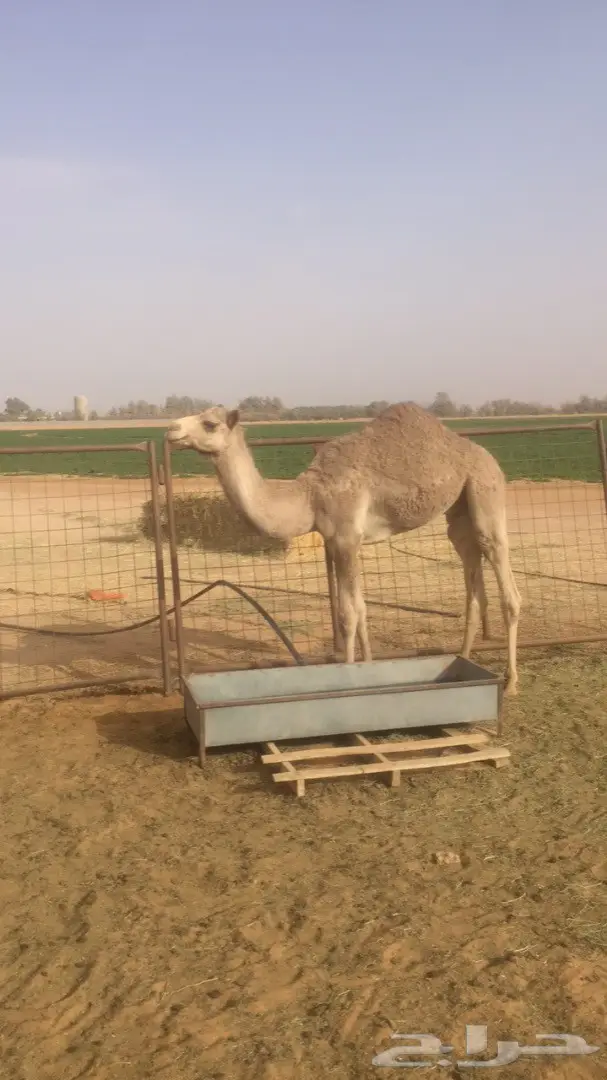 قعود فطيم للبيع  (image 3)