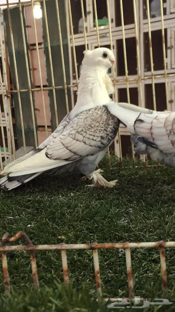 بياضات رومانيات ممتازة - 5 ازواج و ذكرين (image 5)