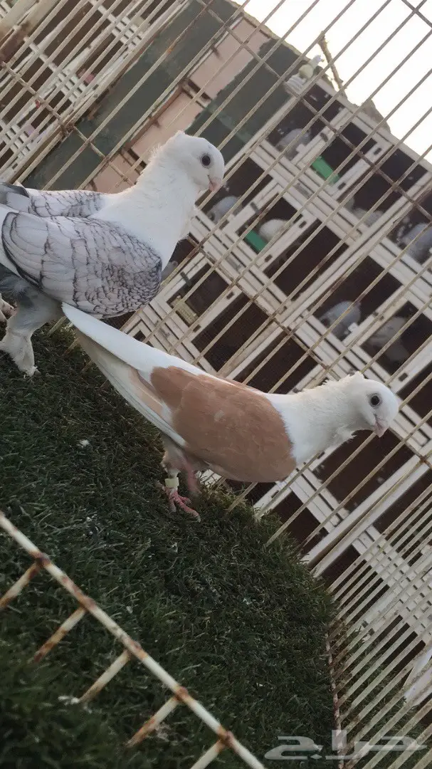 بياضات رومانيات ممتازة - 5 ازواج و ذكرين (image 7)