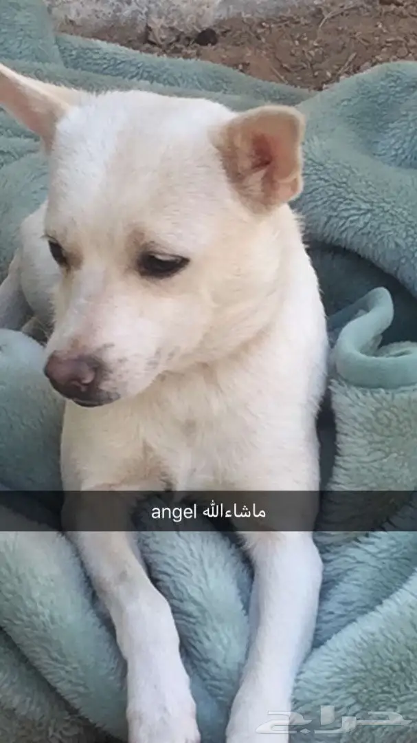 كلب دلع او خارج البيت عادي للبيع ماشاءالله