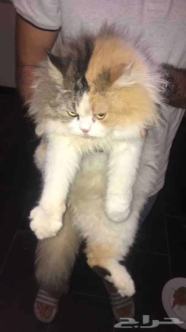 قط شيرازي للبيع   (image 1)