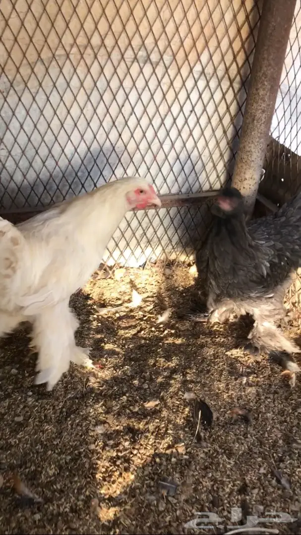 صوص براهما العمر - أسبوع كامل! (صوص براهما العمر) (image 3)