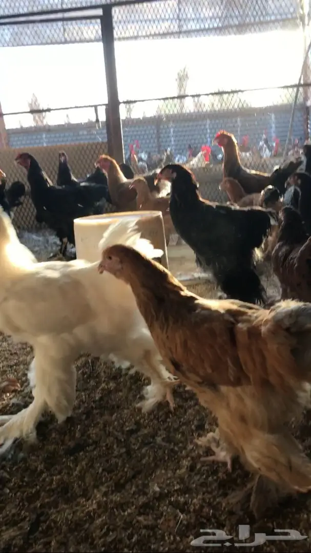 صوص براهما العمر - أسبوع كامل! (صوص براهما العمر) (image 4)