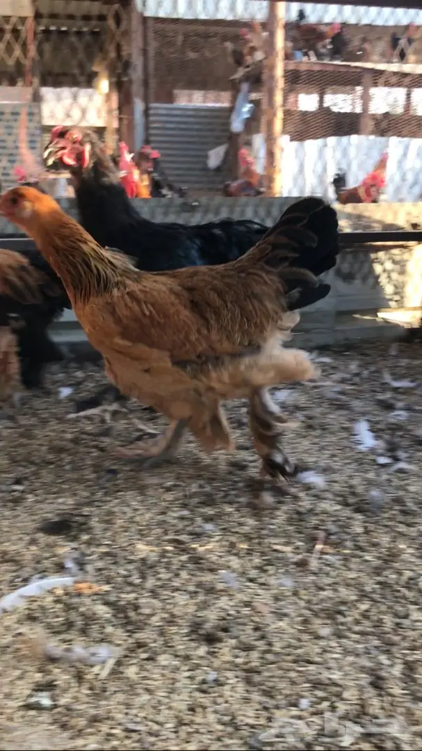 صوص براهما العمر - أسبوع كامل! (صوص براهما العمر) (image 5)