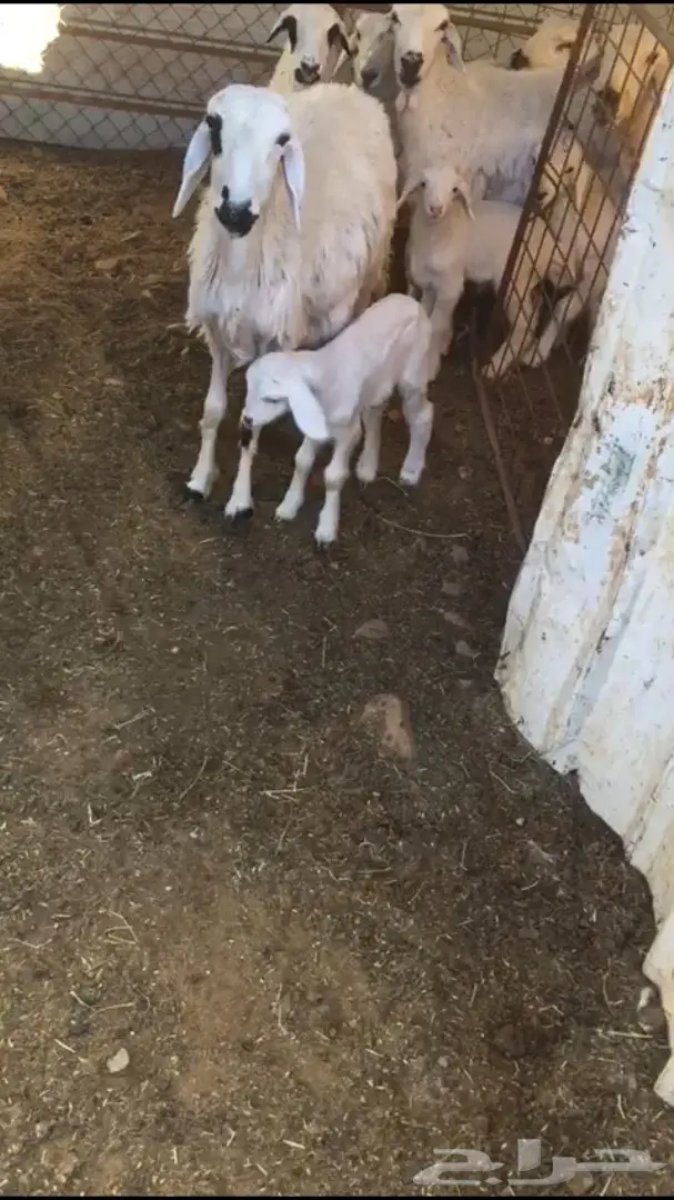 شياه حريات دفيع  للبيع 