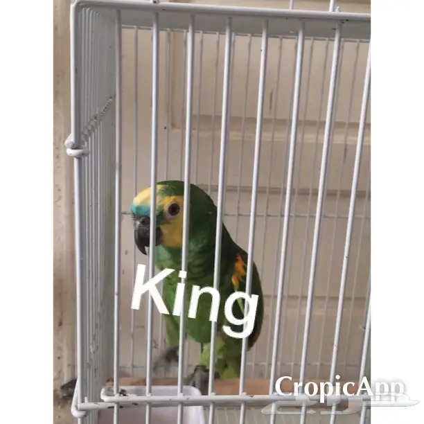 ببغاء للبيع