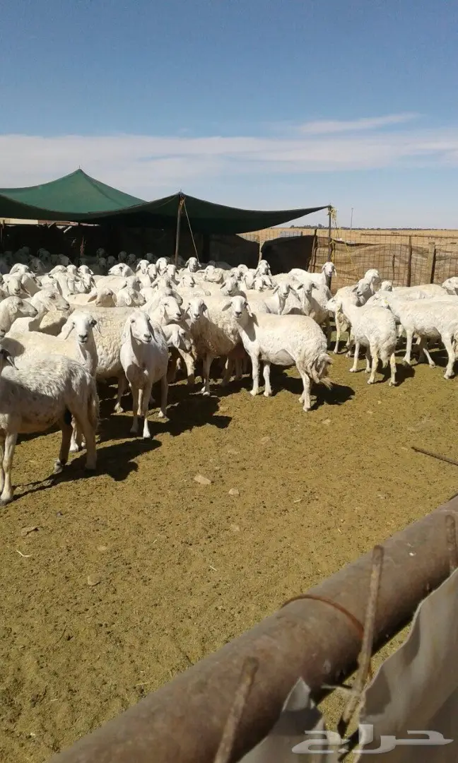 حريات طيبه  (image 1)