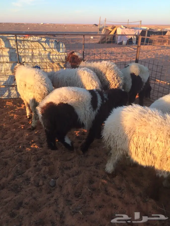 أوقدي حياتك ببيض نعيم من القصيم! (image 1)