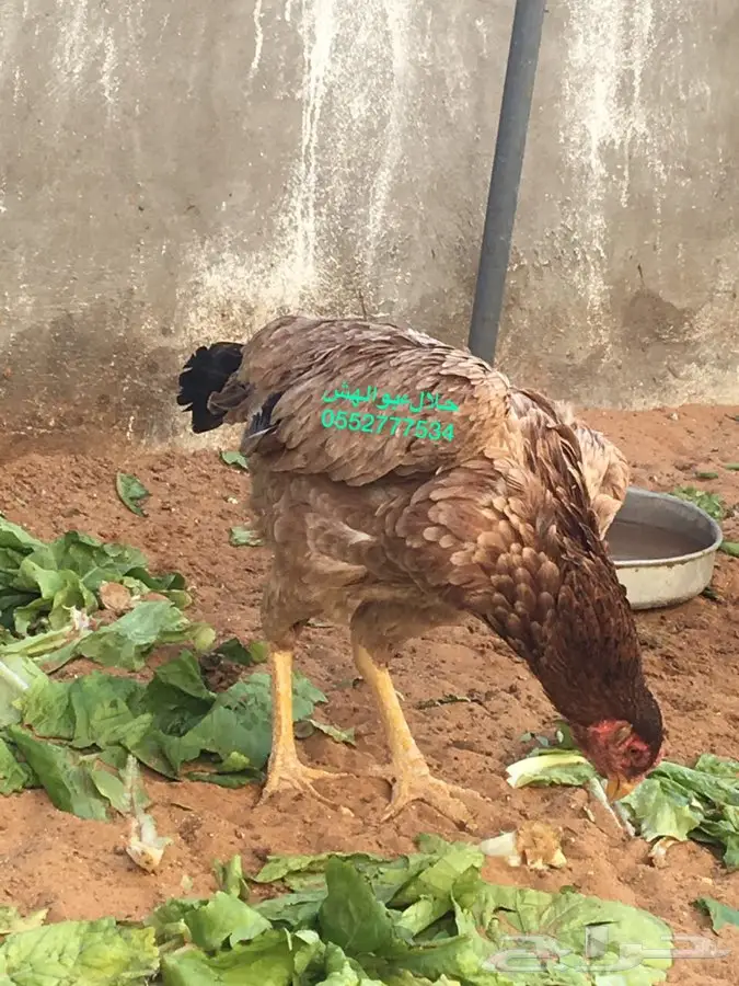 دجاج هندي فاخر - تبوك (image 3)