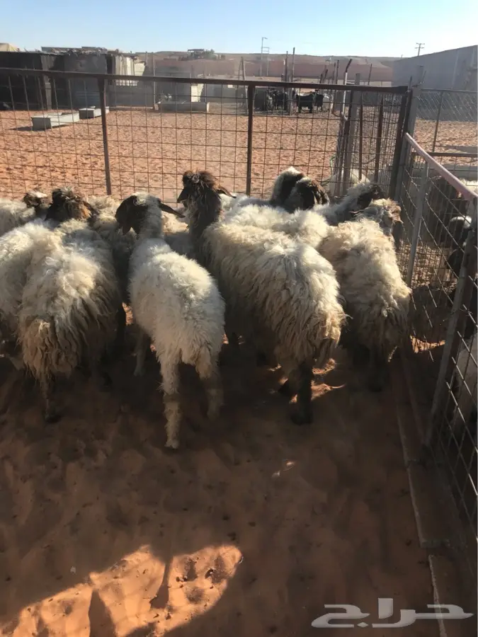 11شاه تحتها 11 نعيم بهمها كبار (image 2)