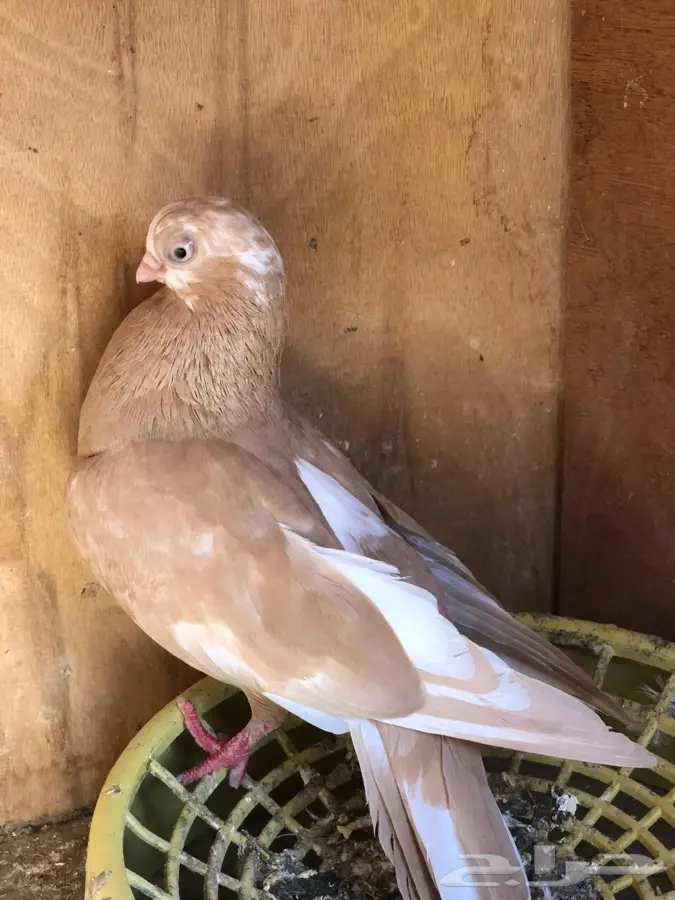 زوج قطيفي وانثى كوري (image 2)