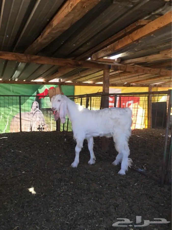 تيس هولندي أصيل - 6 أشهر - وادي لبن