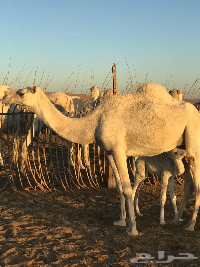 خيل عربي أصيل للبيع - فرصة لا تعوض!