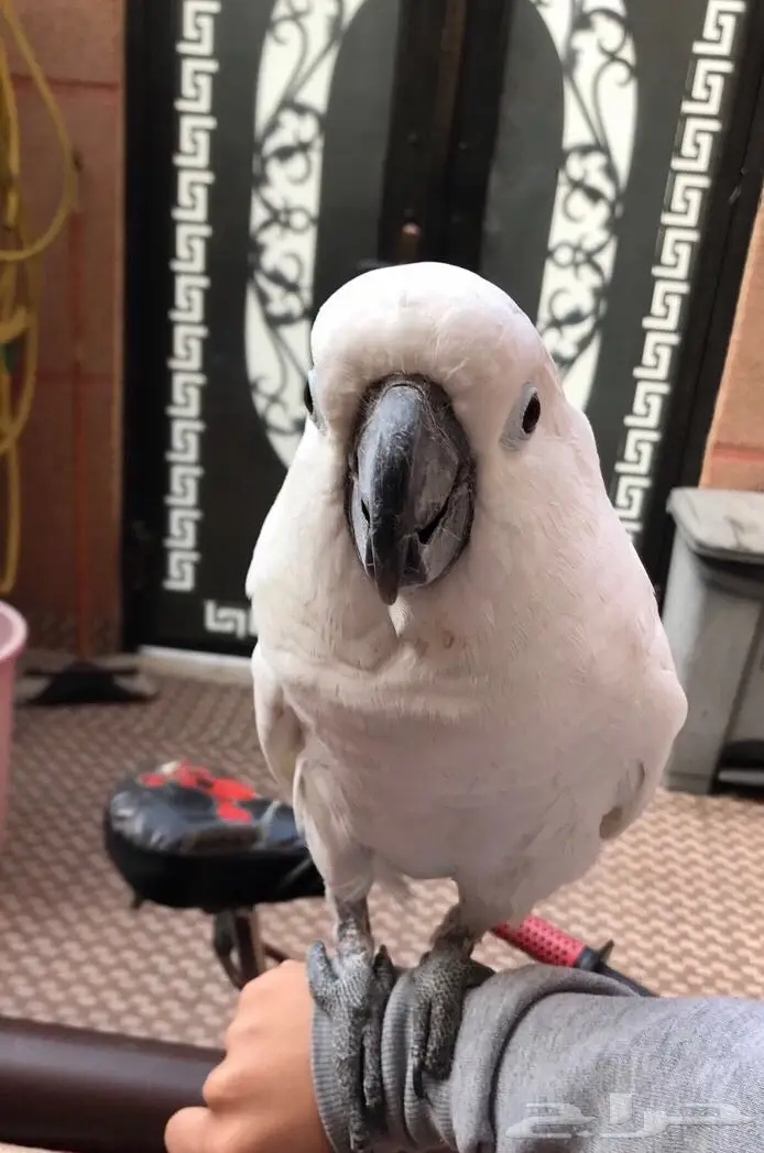 كوكاتو امبريلا ذكي جدا ناطق ولعوب