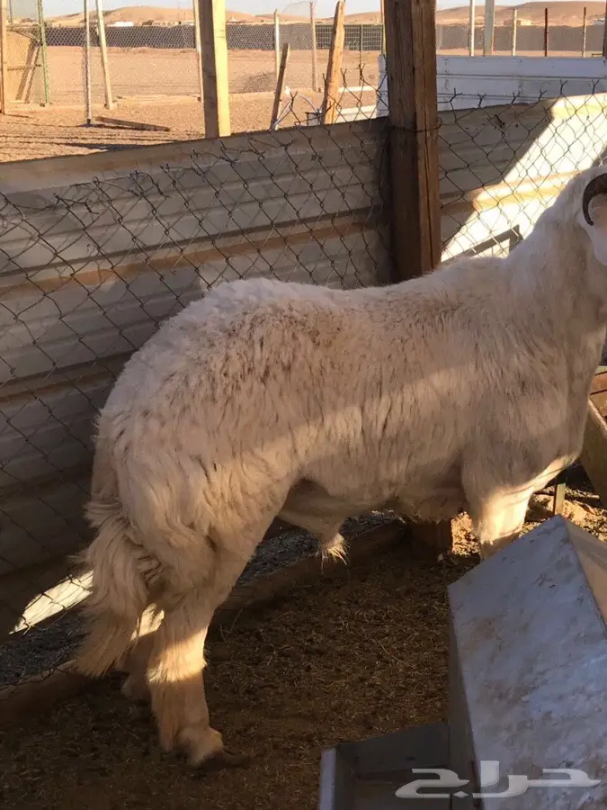 قطة لطيفة وموقرة - عمر 9 أشهر (image 1)