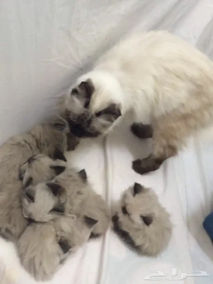 قطط رائعة ومُدرَّبة - وفرّحوا حياتكم!