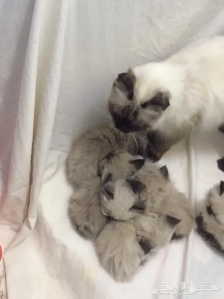 قطط رائعة ومُدرَّبة - وفرّحوا حياتكم! (image 1)