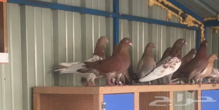 مفقود في السنابل الأجاويد الامير فواز  (image 3)