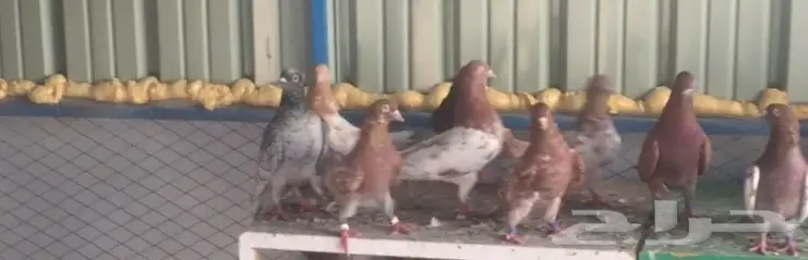 مفقود في السنابل الأجاويد الامير فواز 