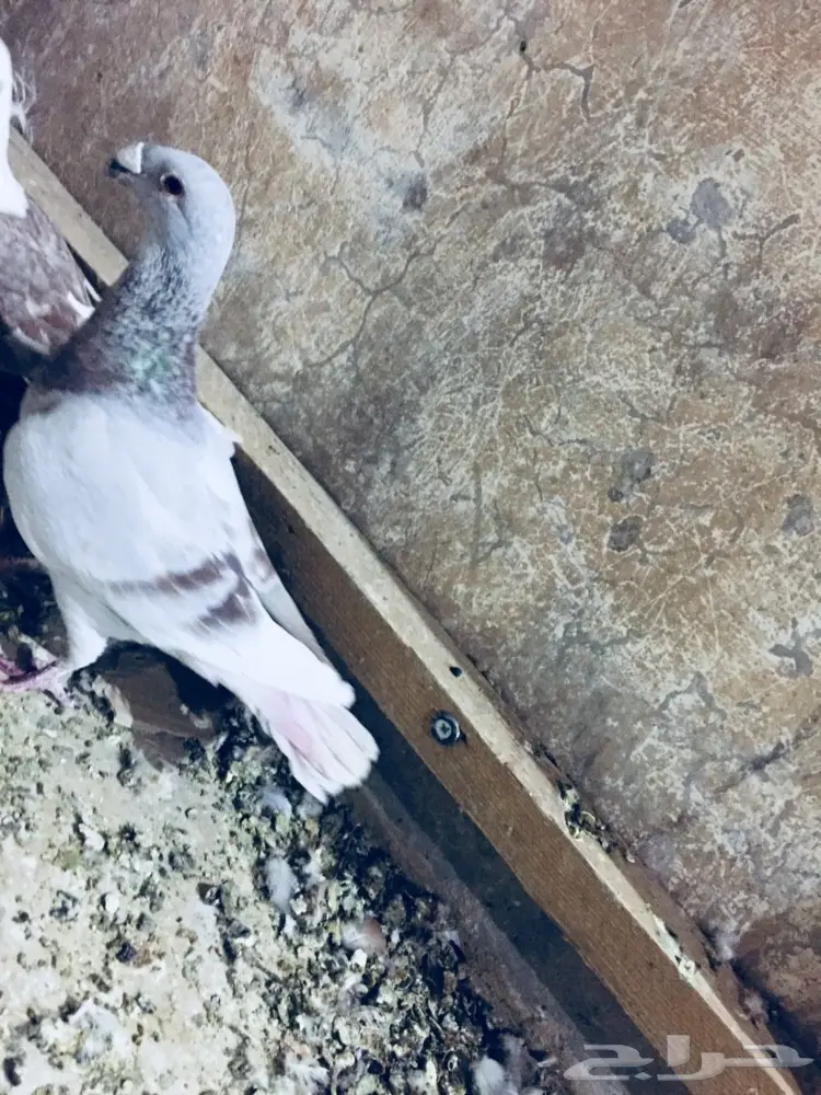   طيور كش TOP (image 2)