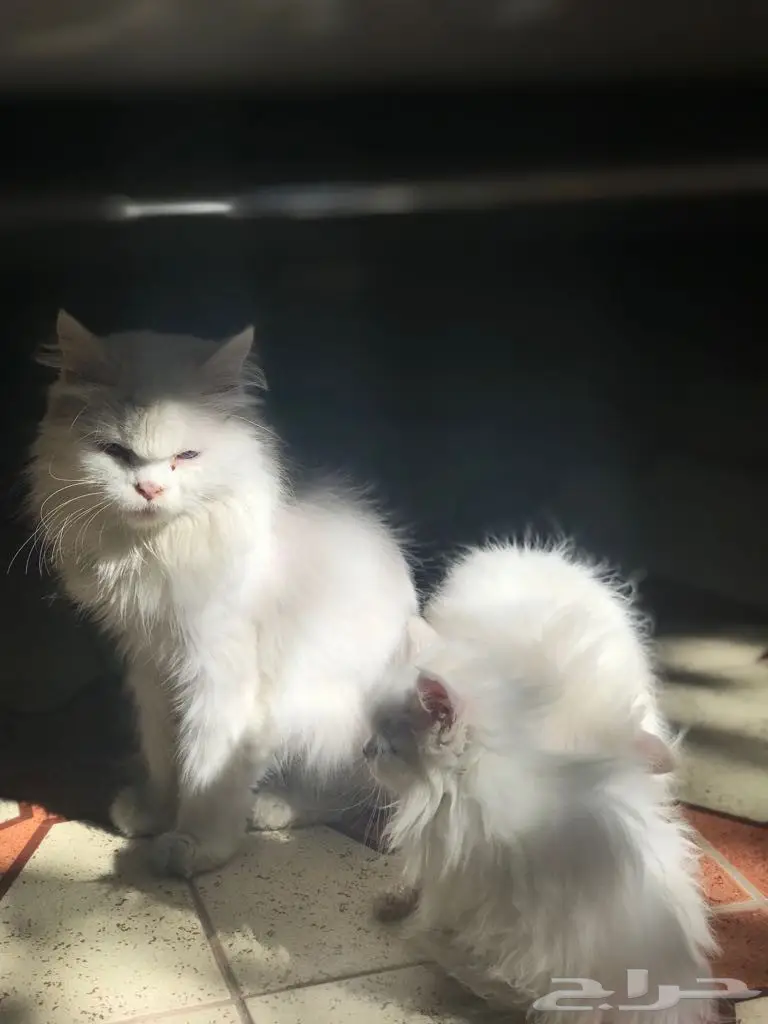 قطط للبيع 