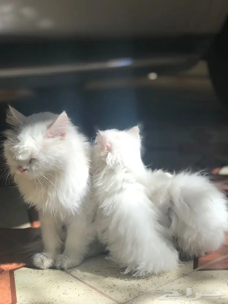 قطط للبيع  (image 2)