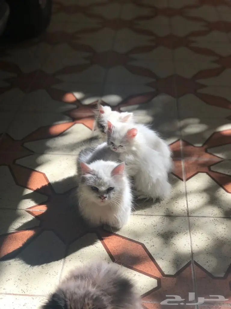 قطط للبيع  (image 7)